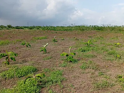 Farm Land