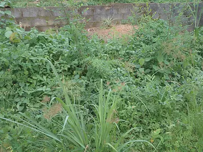 A Well Located Dry Plot of Land Available
