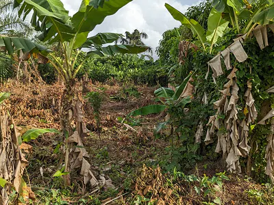 3 Plot of Land in a Very Good Environment