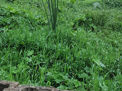 A Plot of Commercial Land