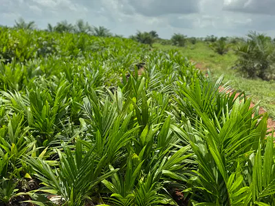 Most Affordable/ Profitable Oil Palm Plantation Land