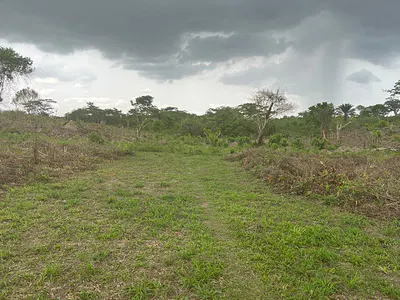 Dry Land