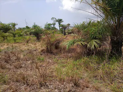 Fenced and Gated Dry Land Measuring 892 Square Meters