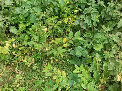 Commercial Land, Size: 7500