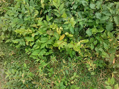 Commercial Land. 3, 000 SQM.