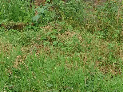Half Plot of Land with Undeveloped Bungalow
