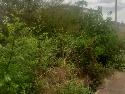 Very Beautiful and Developed Piece of Land