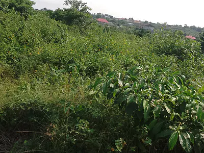 30 Plots of Land