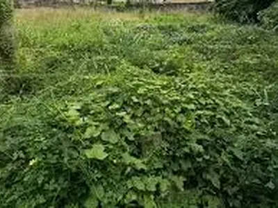 2 Plots of Land