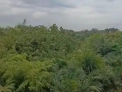50 Acres for Clearing