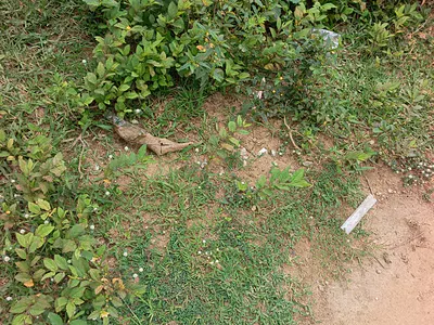 Filling Station Land