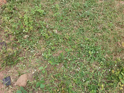 1.0 Hectare of Land Fence and Gated