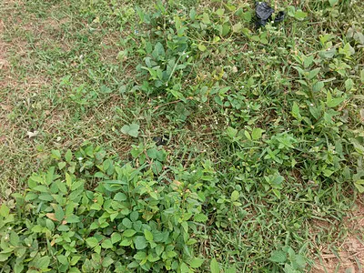 Plot for Duplex