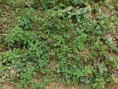 Plot for Duplex