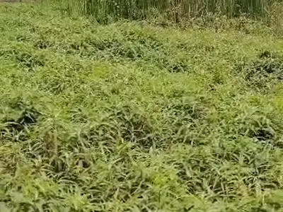 One Acre Plot of Land