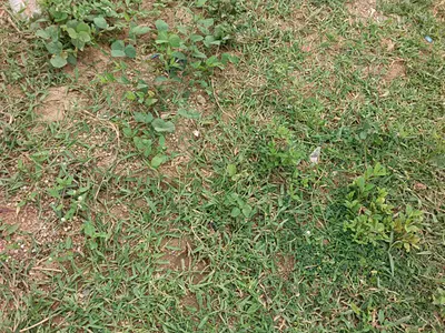 Estate Plot