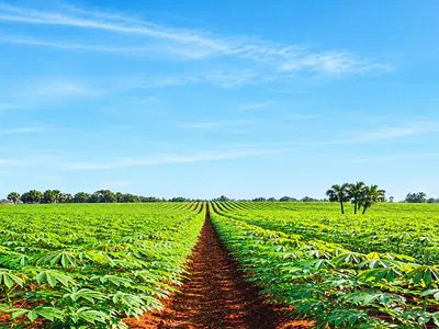 3000SQM Land for Farming (Documentation Inclusive & We Farm, You Earn) — Alanri Estate Nsukwa, Asaba, Delta