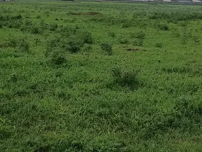 22 Hectares of Land Opposite Mikano. Company