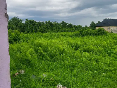 Full Plot of Land