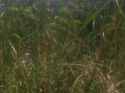 1000 SQM of Land