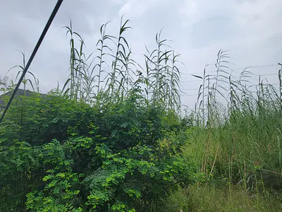 A Prime 1339SQM Land in a Call to Access Estate