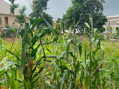 1400SQMS Land in Durumi 1