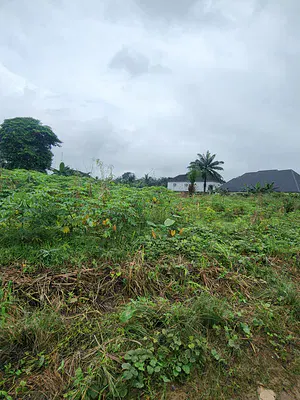 Fantastic Corner Plots of Land