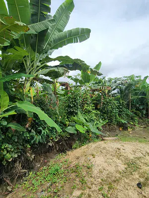 Fantastic Plot of Dry Land