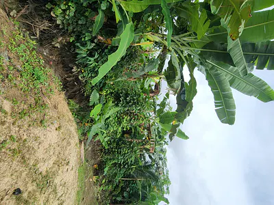 Fantastic Plot of Dry Land