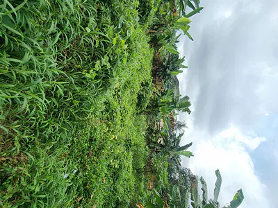 Strategically Located Plot of Dry Land