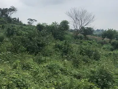 33.4 Hectares of Land