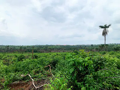 Farm Land — Omu, Ijebu Ode, Ogun