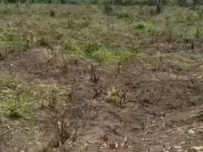 41 Plots of Land.