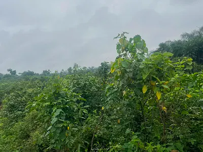 45 Acres Land for Sale — Ketu Epe, Ikosi, Ketu, Lagos