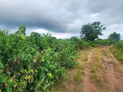 An Acre of Land — Off Moniya-Ijaye Express, Ibadan, Oyo