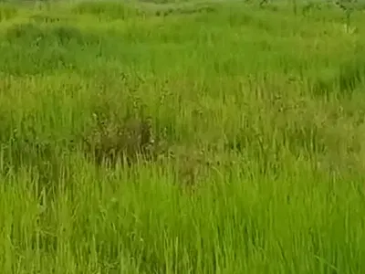2.1 Hectares of Land — Karsana North, Karsana, Abuja