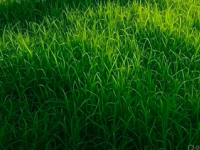 1, 000SQM of Land — Akin Olugbade, Victoria Island (VI), Lagos