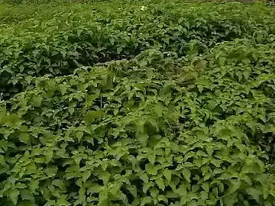 100 Hectares Land — Idu Train Station, Close to Army Estate, Idu Industrial, Abuja