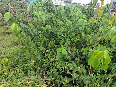 3 and Half Plots of Commercial Land — Facing Lekki Epe Expressway, Ibeju, Lagos