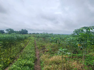 30 Acres of Farm Land — Elere, Ido Ibadan, Ibadan, Oyo