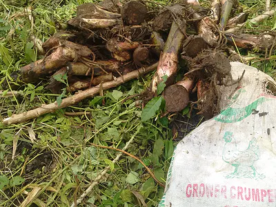 6 Plots of Land with C of O — Ibeju Lekki, Lagos
