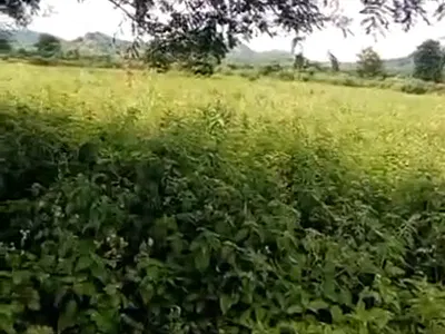 11.16 Hectares Farm Land Out of 34 Hectares Available — Kuje, Abuja