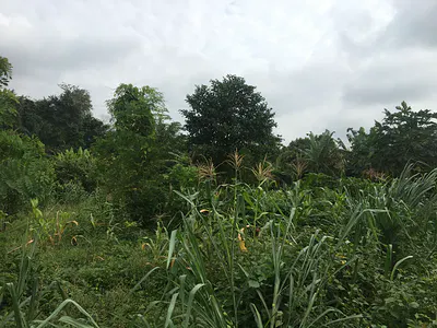 200 Acres of Farmland — Off Ajanla Farms, Chi Industrial Dustrial Farms Ibadan Lagos Expres, Challenge, Ibadan, Oyo