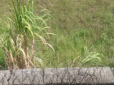 12 Plots of Land — Ibeju Lekki, Lagos