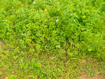 450SQM Residential Land — Kubwa F01 Front of Pension Board, Abuja - Nigeria., Kubwa, Abuja