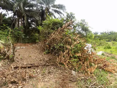 Farm Land — Akikim Farmland, Akamba Nsukara Offot, Uyo, Akwa Ibom