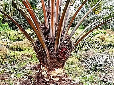 Farm Land with Matured Palm Plantation — Okobo Local Government Area, Okobo, Akwa Ibom