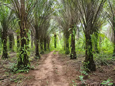 10 Acres of Palm Oil Plantation — Ijebu Ode, Ogun