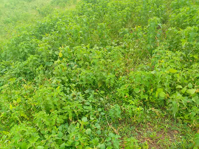 2 Hectares Farm Land — Kuje District, Back of Philomath University Gudaba, Abuja - Nigeria., Kuje, Abuja