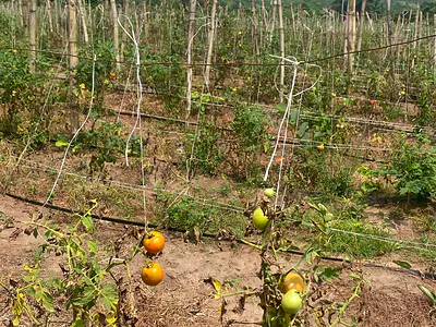 Massive Farm Land in Two Investment Clusters, Earn Consistent Cash Flo — Dry Land for Farming in a Serene Environment via Alabata, Odeda, Ogun